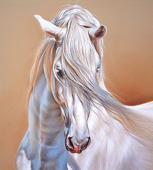 белый конь - лошади, лошадь, белый конь, домашние животные, кони, конь - оригинал