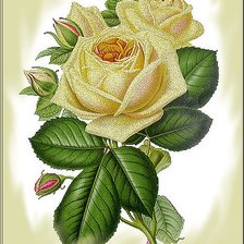 Оригинал схемы вышивки «Роза» (№471864)