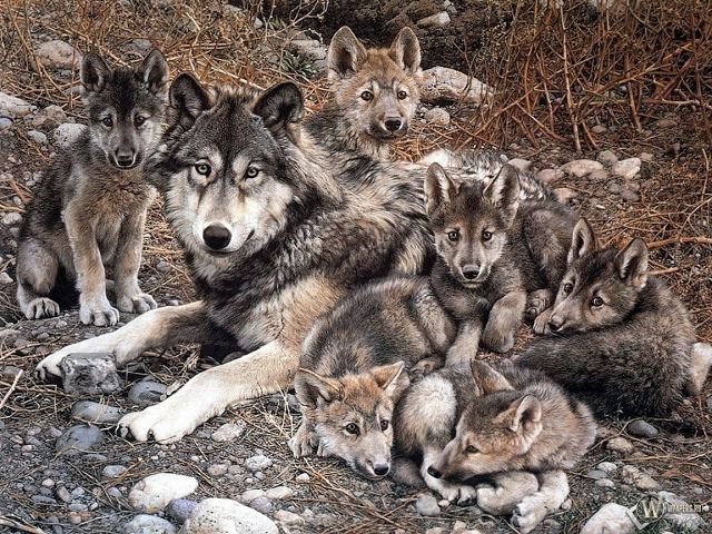 Волчья семья. - волки, животные, семья - оригинал