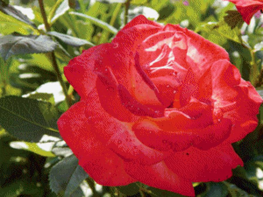 Картина "Розы" - цветы, arnold eketerina, картины - предпросмотр