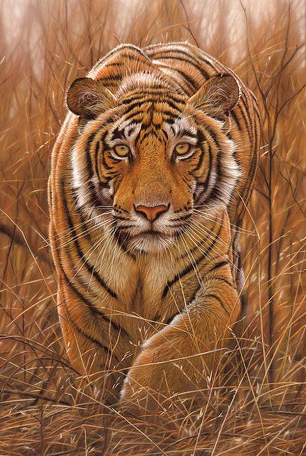 тигр - хищник, взгляд, живопись, природа - оригинал