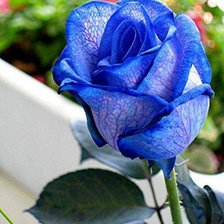 Оригинал схемы вышивки «голубая роза» (№474087)