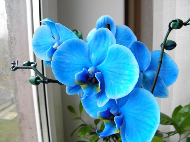 орхидея - цветы, орхидеи - оригинал