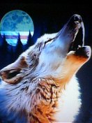 Белый волк - луна, дикий мир, ночь, волк - оригинал