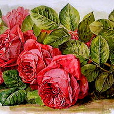 Оригинал схемы вышивки «розы» (№474319)