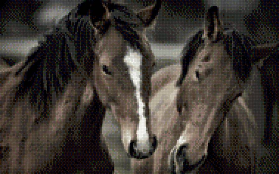 пара лошадей - животные, лошади - предпросмотр