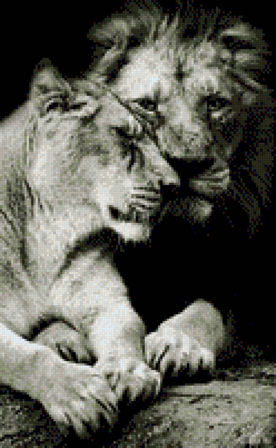 Влюбленные львы - влюбленные, лев, хищник, львы, пара, львица, любовь - предпросмотр