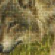 Предпросмотр схемы вышивки «Волки» (№474845)