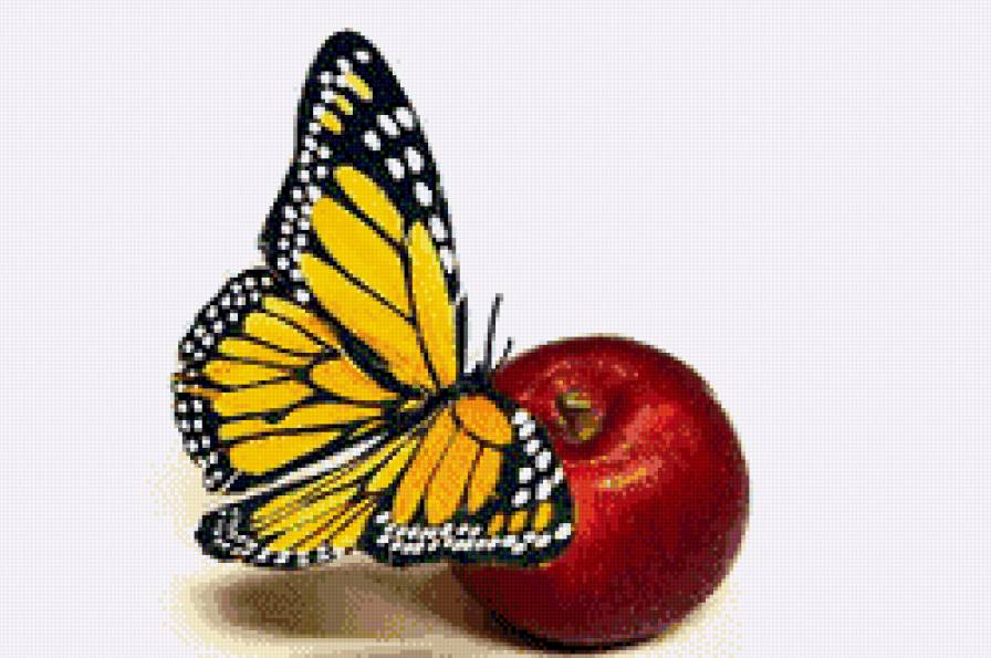 бабочка на яблоке - бабочка, яблоко, насекомые - предпросмотр