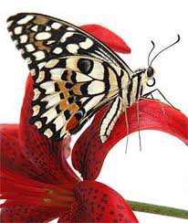 бабочка на цветке - бабочка, лилия, насекомые, цветы - оригинал