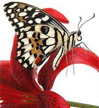 Оригинал схемы вышивки «бабочка на цветке» (№474927)