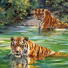 купающиеся тигры