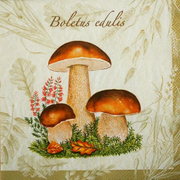 белые грибы - грибы - оригинал