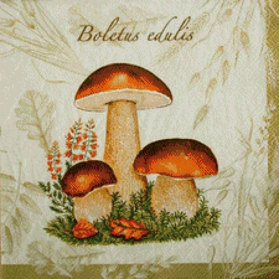 белые грибы - грибы - предпросмотр