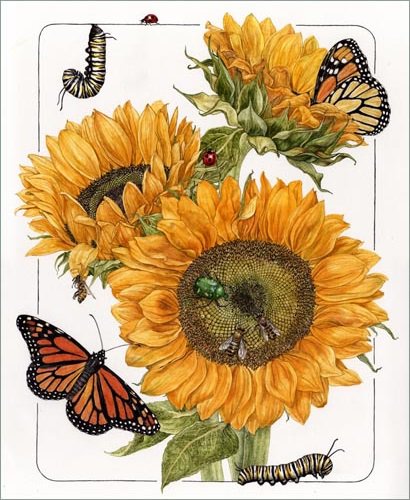 солнечные цветы - подсолнухи, желтые цветы, бабочка, подсолнух, бабочки, букет - оригинал