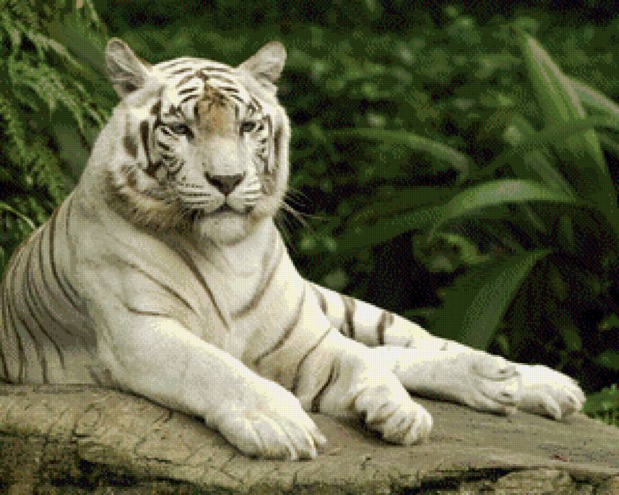 белый тигр - хищник, большая кошка, природа, джунгли, белый тигр - предпросмотр