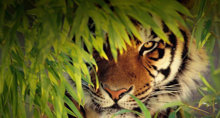 Тигр - кошки, тигр, лес, животные - оригинал