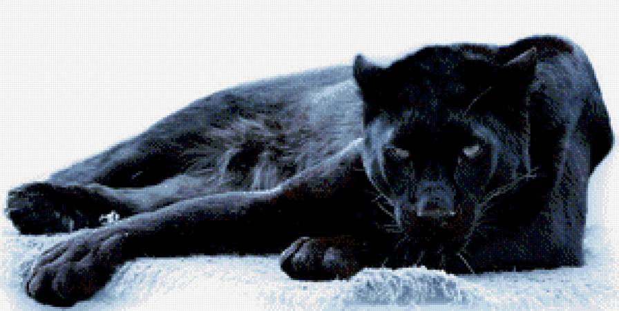 пантера - дикие кошки - предпросмотр