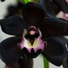 Схема вышивки «Черные орхидеи»