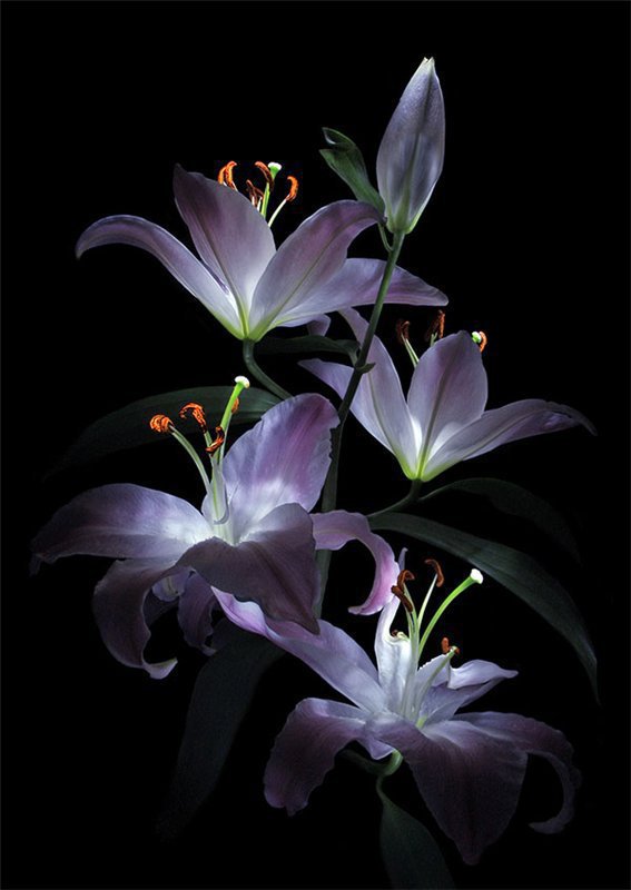 ночные лилии - цветы, ночные лилии, лилии, черная канва - оригинал