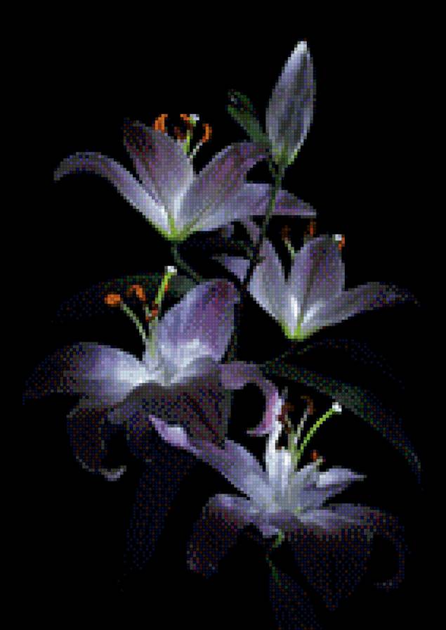ночные лилии - цветы, ночные лилии, черная канва, лилии - предпросмотр