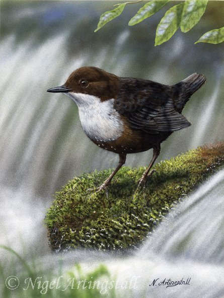 Серия "Птицы" - водопад, птицы, река - оригинал