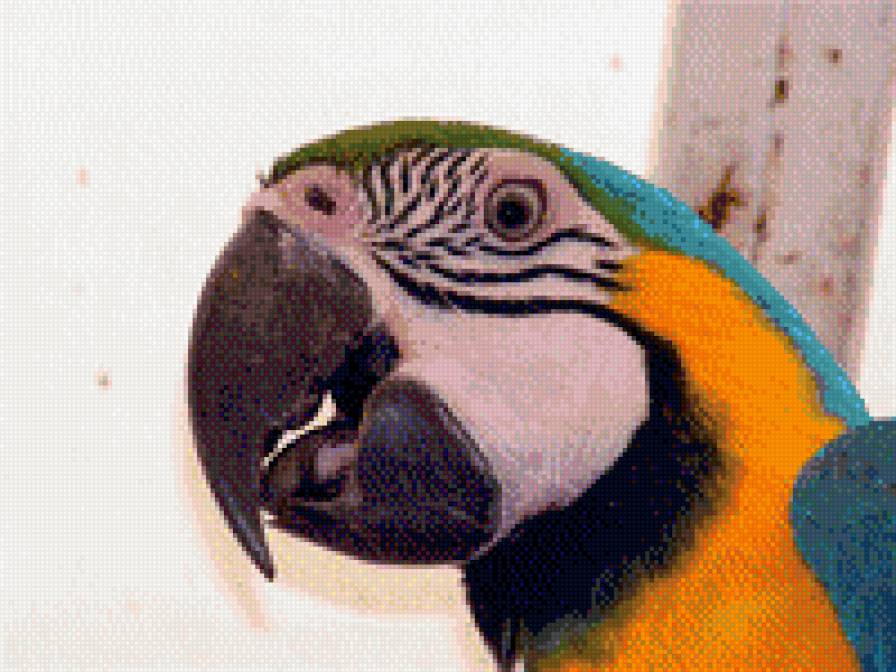 попугай - предпросмотр