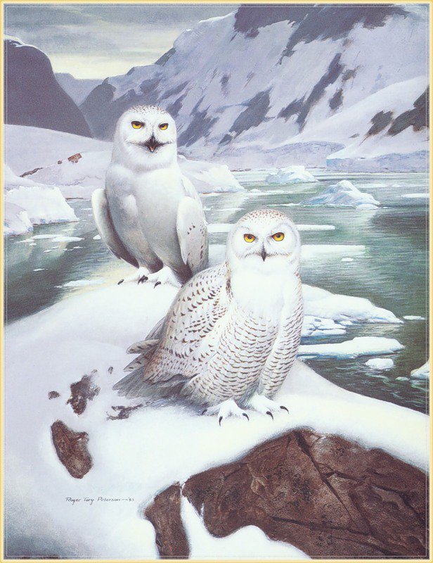 Серия "Птицы" - зима, море, совы, горы, филины, снег, птицы - оригинал