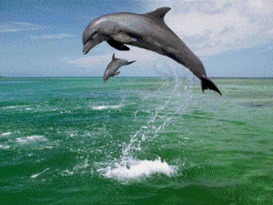 Дельфины - дельфины - предпросмотр