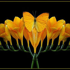 Оригинал схемы вышивки «Цветы с бабочкой» (№479880)