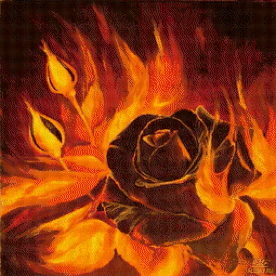 Огненная роза - розы, роза, огонь - предпросмотр