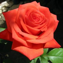 Оригинал схемы вышивки «розы» (№480309)