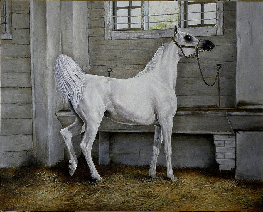 красивые лошади (подборка) - живопись, домашние животные, арабские лошади, красиво, кони - оригинал