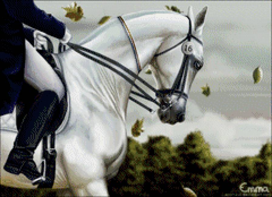 красивые лошади (подборка) - выездка, кони, красиво, животные, всадник - предпросмотр