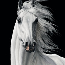 Оригинал схемы вышивки «красивые лошади (подборка)» (№480315)