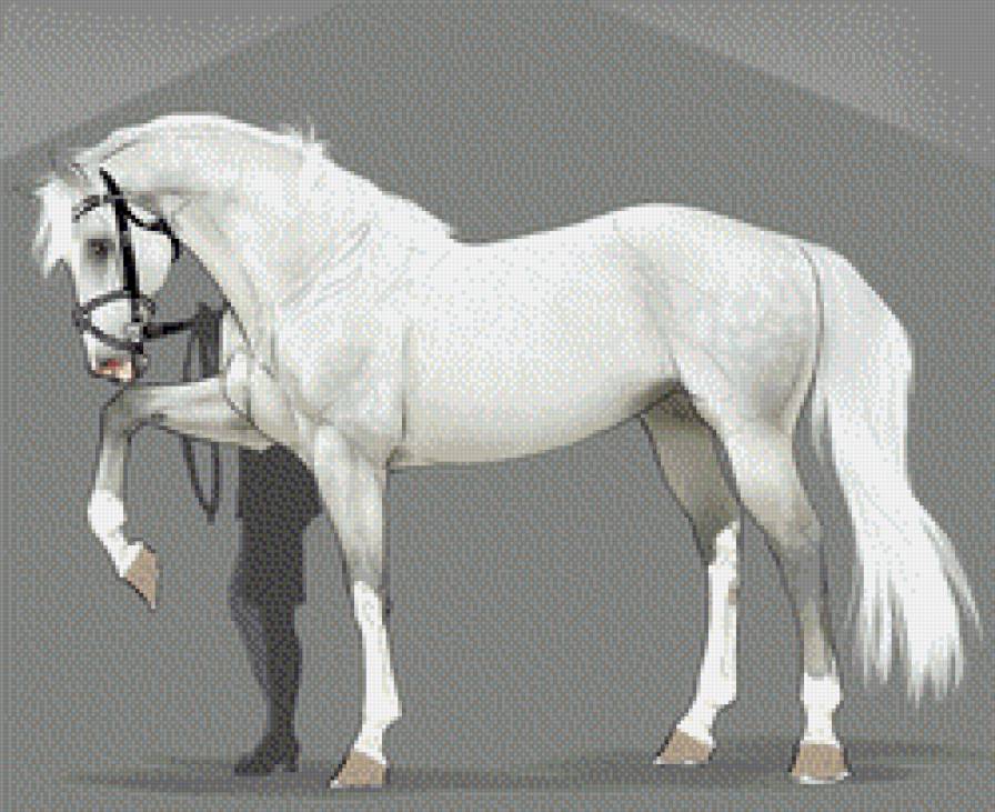 красивые лошади (подборка) - красиво, кони, животные, выездка - предпросмотр