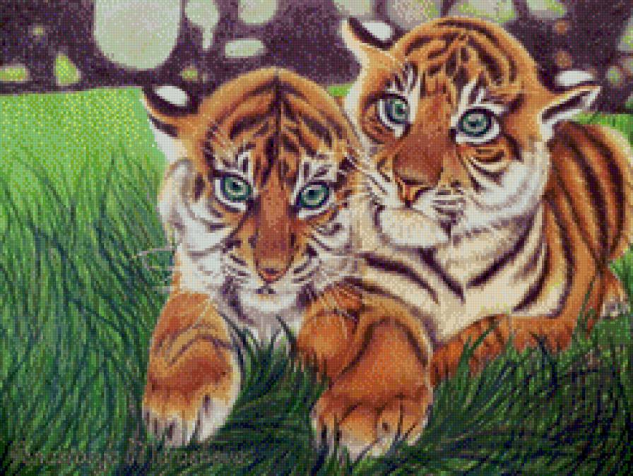 тигрята - прелесть, котенок, дикие кошки, животные, тигр, голубоглазые - предпросмотр
