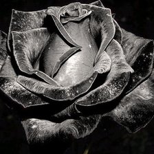 Оригинал схемы вышивки «черная роза» (№480455)