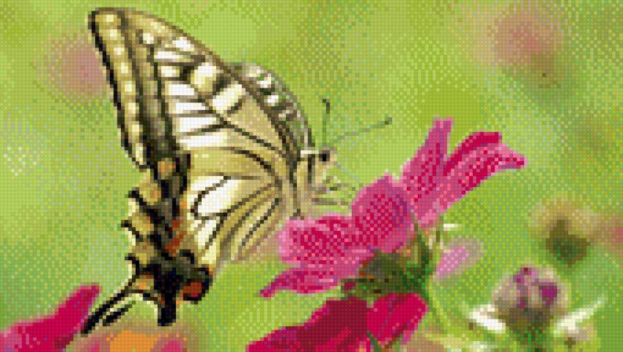 Бабочка на розовом цветке - предпросмотр