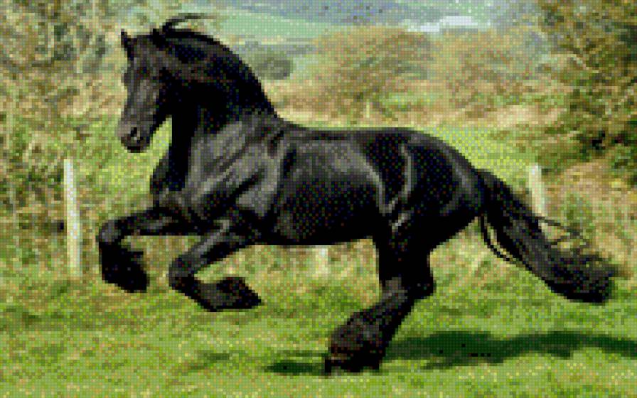 Черный конь - лошади - предпросмотр