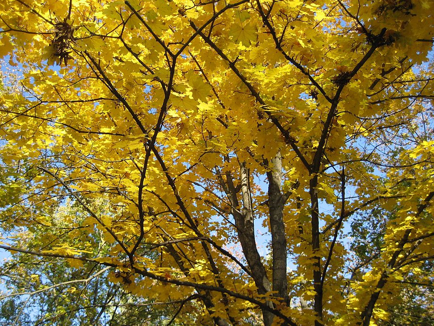 Осень - золотая осень, листья, осень - оригинал