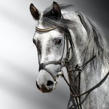 Оригинал схемы вышивки «лошадь» (№481050)