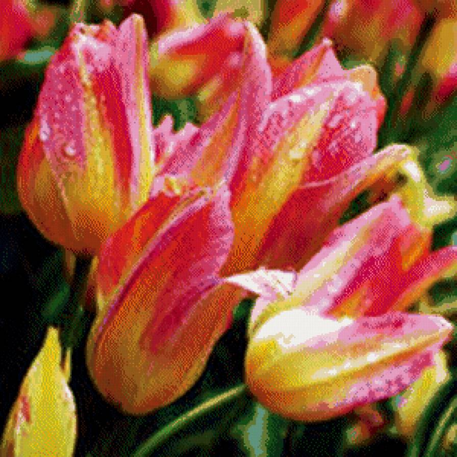 цветущие тюльпаны - цветы, тюльпаны - предпросмотр