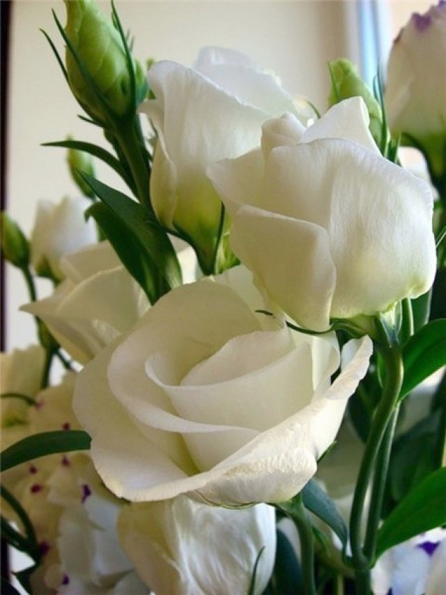розы белые - цветы, букет, подарок - оригинал
