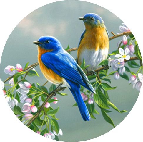 Птички на ветке - цветы, круглые, птицы - оригинал
