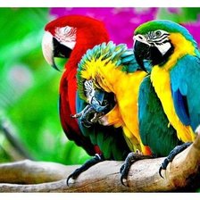 Схема вышивки «попугаи»