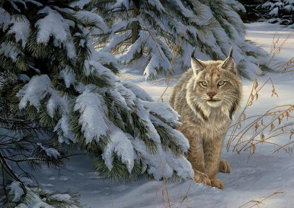 Серия "Большие кошки" - животные, кошки, рыси, пейзаж, зима - оригинал