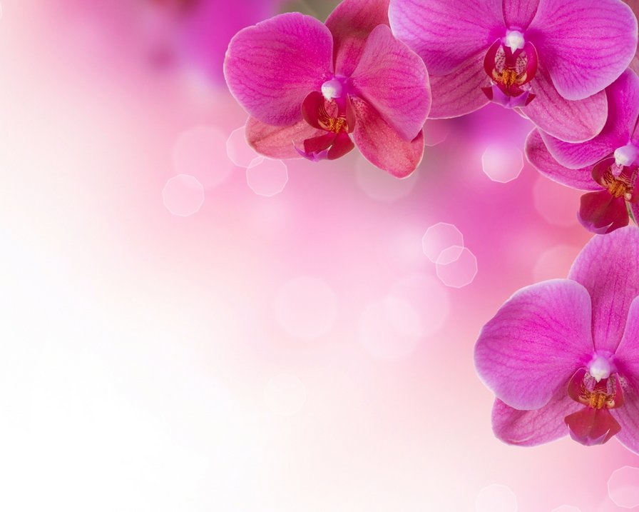 №482472 - цветы, орхидея - оригинал