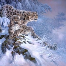 леопарды в зимнем лесу