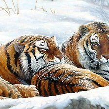 тигры 2